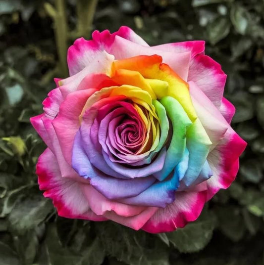 Rainbow Rose Seeds with Free Plant Growth Serum Pack of 1