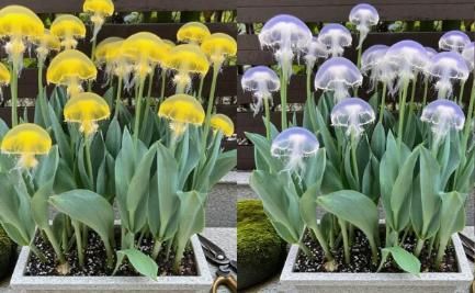 Rare Medusa Orchid with Plant Growth Supplement (Pack of 4)