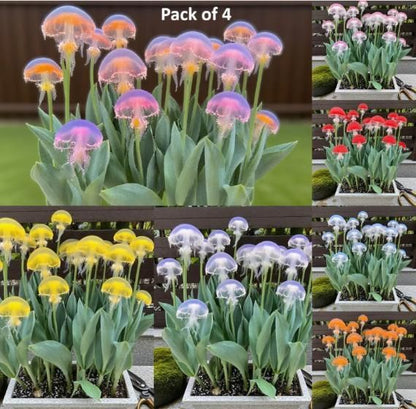 Rare Medusa Orchid with Plant Growth Supplement (Pack of 4)