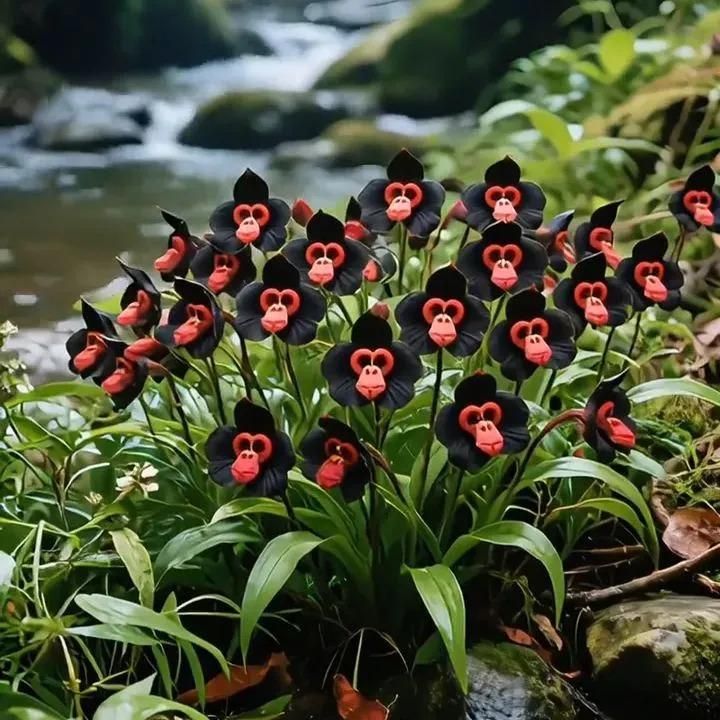 Rare Monkey Face Seeds Pack of 1
