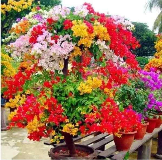 150 Variety of Organic Flower Seeds