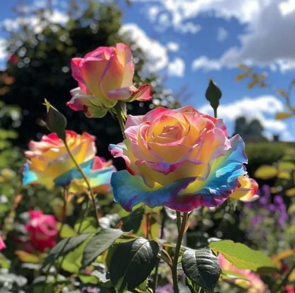 Rainbow Rose Seeds with Free Plant Growth Serum Pack of 1